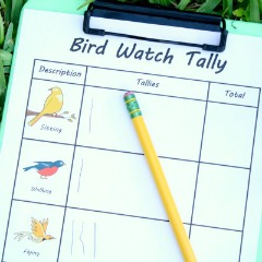 Bird Watching Observation Activity