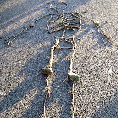 Stick Skeleton