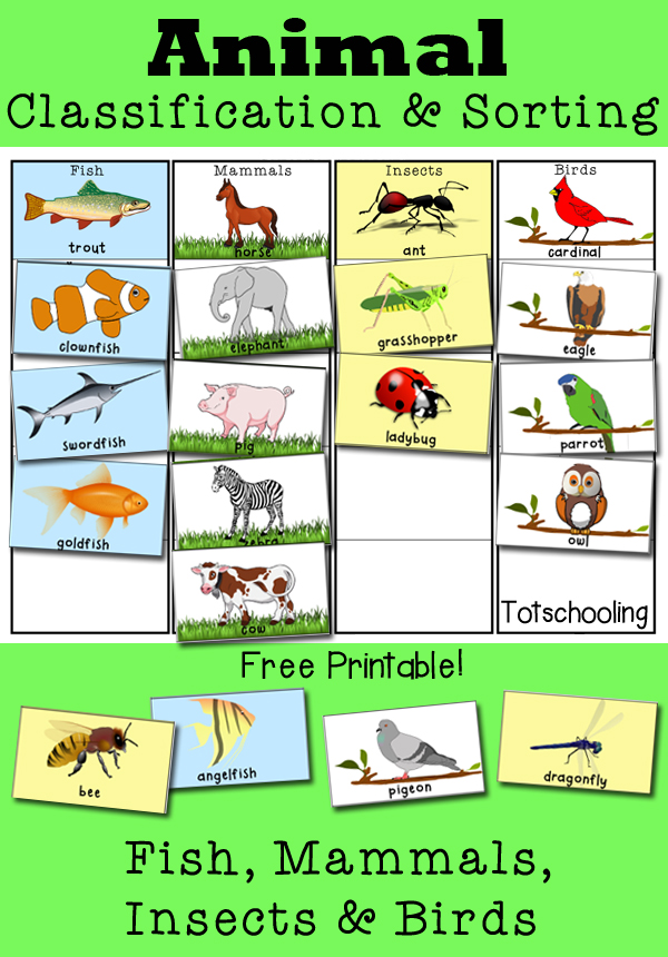 animal classification and sorting activity totschooling