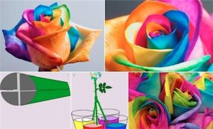 Rainbow roses