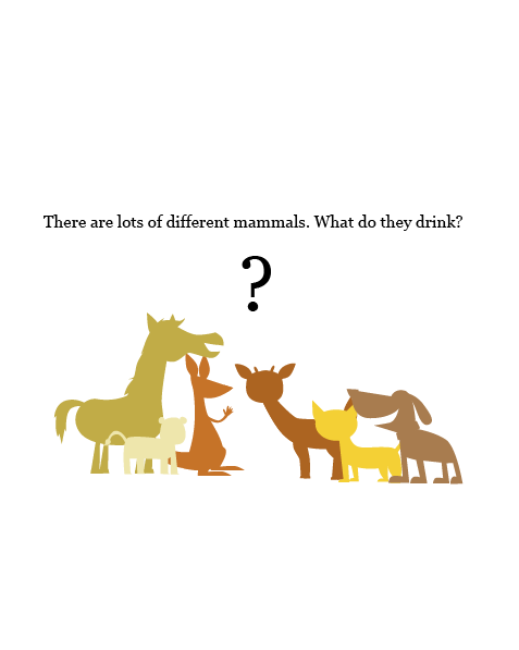 What Do Mammals Drink?